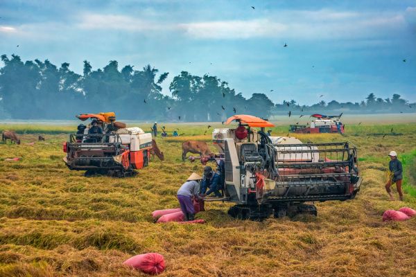"Ông vua" xuất khẩu nông sản trên thị trường thế giới